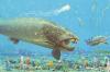 Dunkle the Fish