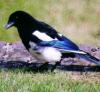 Sir Magpie
