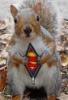 ARabidSquirrel
