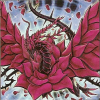 BlackRoseLord