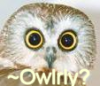 ~Owl