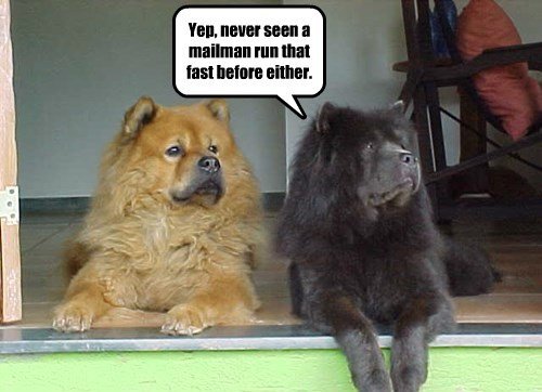 chow-mr-postman.jpeg.e8376be9d64c381e526c5bf1eb4f43b0.jpeg