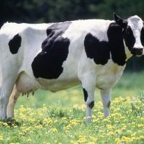 Cow_Creator