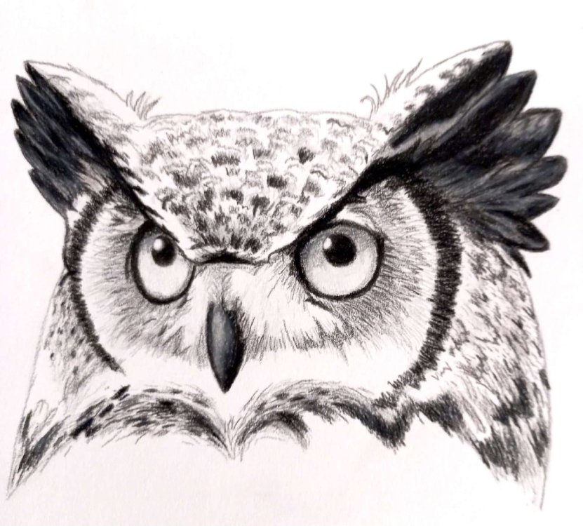 Owl.jpg