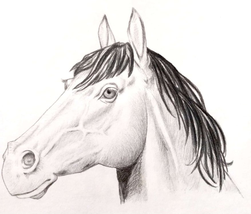 775958674_Horse(1).thumb.jpg.cf83133002d559c908011a1aa20d5654.jpg