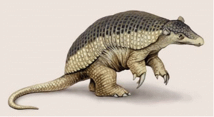 Armadillo0