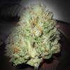 vincent.bacchus@yahoo.com