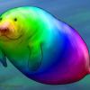 Hue-Manatee